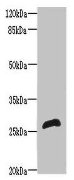 RTP2 Polyclonal Antibody