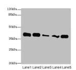 KHDRBS2 Antibody in Western Blot (WB)