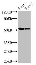 SHE Antibody in Western Blot (WB)