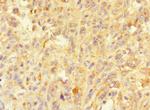 Morn5 Antibody in Immunohistochemistry (Paraffin) (IHC (P))