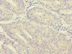 Morn5 Polyclonal Antibody