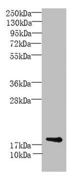 Morn5 Antibody in Western Blot (WB)