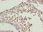CYB5R2 Antibody in Immunohistochemistry (Paraffin) (IHC (P))