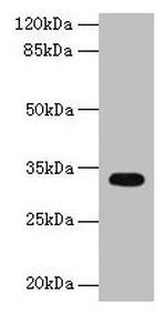 CYB5R2 Antibody in Western Blot (WB)
