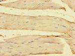 OLFML1 Antibody in Immunohistochemistry (Paraffin) (IHC (P))