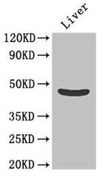 OLFML1 Antibody in Western Blot (WB)