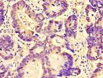 FAM151B Antibody in Immunohistochemistry (Paraffin) (IHC (P))