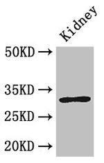 FAM151B Antibody in Western Blot (WB)