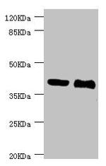NHLRC1 Antibody in Western Blot (WB)