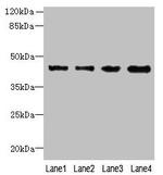 KCTD9 Polyclonal Antibody