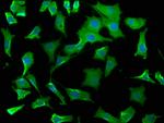 WDR73 Polyclonal Antibody