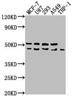 WDR73 Antibody in Western Blot (WB)