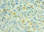 SHC4 Polyclonal Antibody