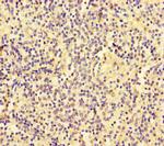 SLC30A10 Polyclonal Antibody