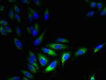 HTR3D Polyclonal Antibody