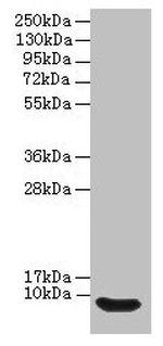 DEFB114 Polyclonal Antibody