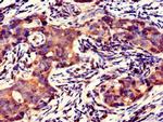 GFRAL Antibody in Immunohistochemistry (Paraffin) (IHC (P))