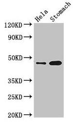 GFRAL Antibody in Western Blot (WB)
