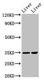 NANOGP8 Polyclonal Antibody