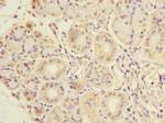 CCDC108 Antibody in Immunohistochemistry (Paraffin) (IHC (P))