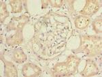 CCDC108 Antibody in Immunohistochemistry (Paraffin) (IHC (P))