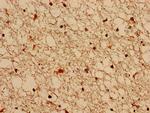 FGD6 Antibody in Immunohistochemistry (Paraffin) (IHC (P))