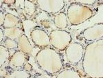 ARMCX6 Antibody in Immunohistochemistry (Paraffin) (IHC (P))