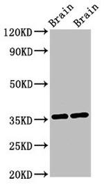 NIT1 Antibody in Western Blot (WB)