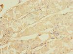 CALHM3 Antibody in Immunohistochemistry (Paraffin) (IHC (P))