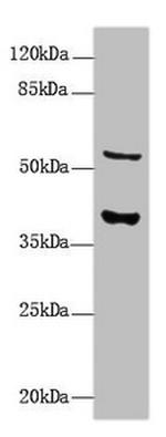 CALHM3 Antibody in Western Blot (WB)