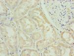 FAM122B Polyclonal Antibody