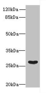 FAM122B Antibody in Western Blot (WB)