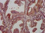 Alivin 1 Antibody in Immunohistochemistry (Paraffin) (IHC (P))