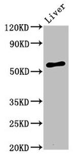 Alivin 1 Antibody in Western Blot (WB)