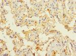 CIR1 Antibody in Immunohistochemistry (Paraffin) (IHC (P))