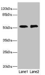 CIR1 Antibody in Western Blot (WB)