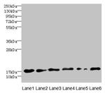 C5orf24 Antibody in Western Blot (WB)