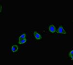 FRMD5 Polyclonal Antibody