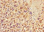 FRMD5 Antibody in Immunohistochemistry (Paraffin) (IHC (P))