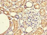 FRMD5 Antibody in Immunohistochemistry (Paraffin) (IHC (P))