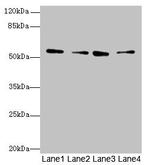 ERO1LB Antibody in Western Blot (WB)