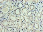 MON1A Polyclonal Antibody