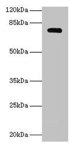 MON1A Antibody in Western Blot (WB)