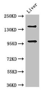 PHLDB2 Antibody in Western Blot (WB)