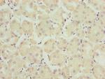 TRAPPC6B Antibody in Immunohistochemistry (Paraffin) (IHC (P))