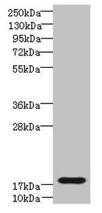 TRAPPC6B Antibody in Western Blot (WB)
