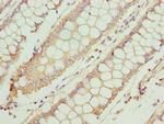 TTC30A Antibody in Immunohistochemistry (Paraffin) (IHC (P))