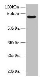 TTC30A Antibody in Western Blot (WB)