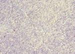 SNX32 Antibody in Immunohistochemistry (Paraffin) (IHC (P))