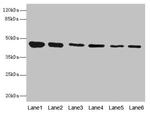 SNX32 Antibody in Western Blot (WB)